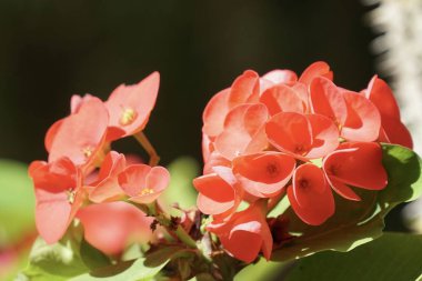 Açık büyüyen renk çiçekler yakın 
