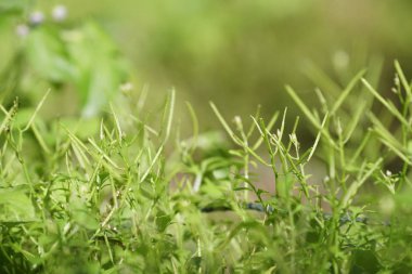 gün içinde açık havada vahşi bitkilerin yakın 