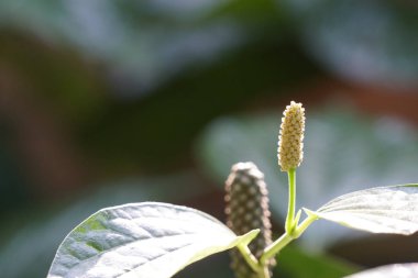 gün içinde açık havada vahşi bitkilerin yakın 