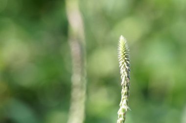 gün içinde açık havada vahşi bitkilerin yakın 