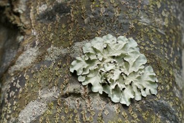 koyu yeşil yosun ile ağaç dalı üzerinde liken