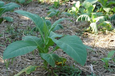 Güzel doğal arkaplanın yakın plan çekimleri.
