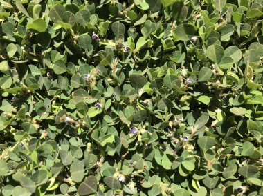 gün içinde açık havada vahşi bitkilerin yakın 