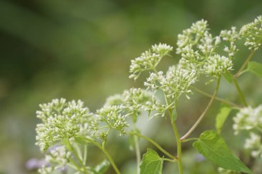 gün içinde açık havada vahşi bitkilerin yakın 
