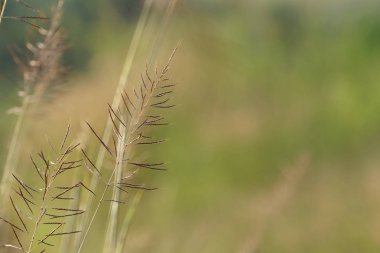 gün içinde açık havada vahşi bitkilerin yakın 