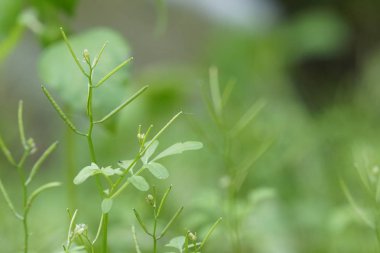 gün içinde açık havada vahşi bitkilerin yakın 