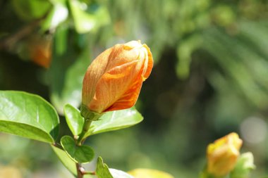 Açık büyüyen renk çiçekler yakın 