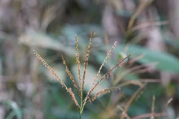 Primer Plano Las Plantas Silvestres Aire Libre Durante Día — Foto de Stock