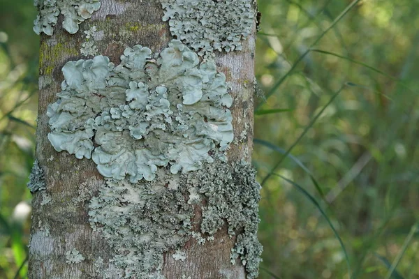 koyu yeşil yosun ile ağaç dalı üzerinde liken