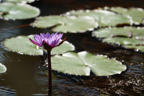 Крупним Планом Квітка Лілії Росте Воді — стокове фото