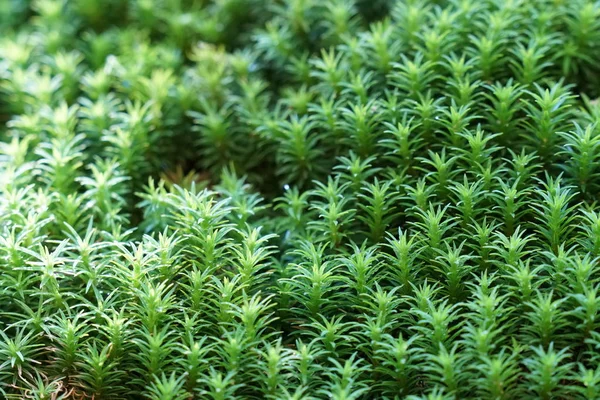 白天户外野生植物的特写 — 图库照片