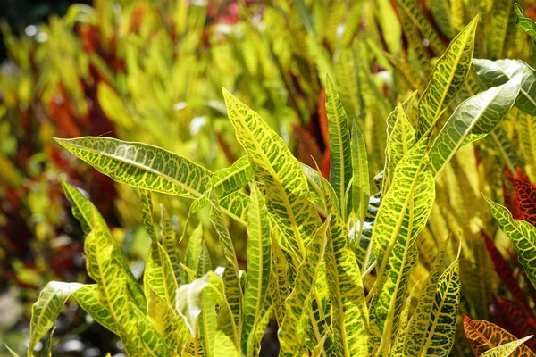 Perto Plantas Silvestres Livre Durante Dia — Fotografia de Stock