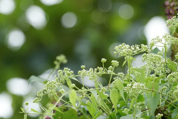 Gros Plan Plantes Sauvages Extérieur Jour — Photo