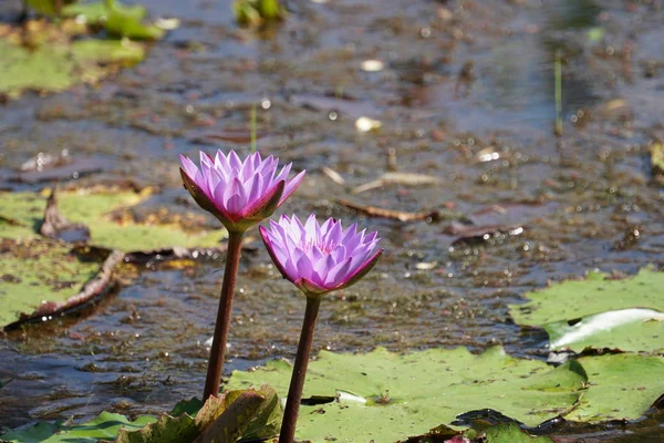 Primer Plano Flores Lirio Creciendo Agua — Foto de Stock