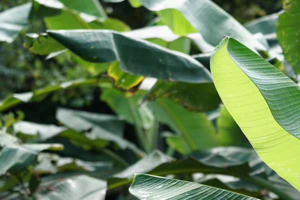 Primer Plano Las Plantas Silvestres Aire Libre Durante Día —  Fotos de Stock