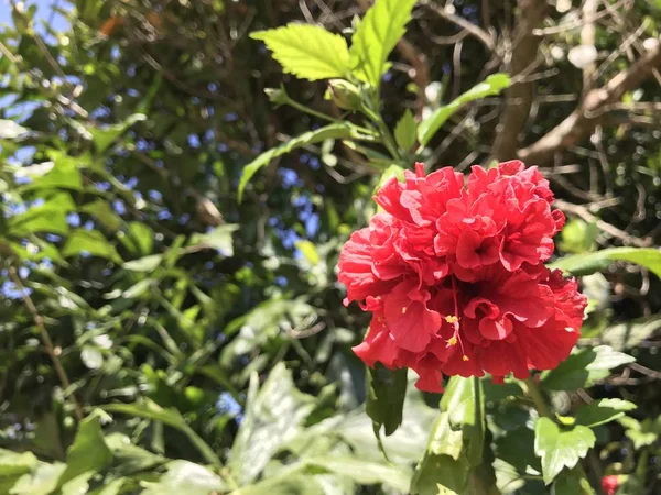 Açık Büyüyen Renk Çiçekler Yakın — Stok fotoğraf