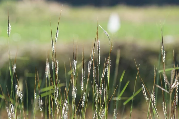 gün içinde açık havada vahşi bitkilerin yakın 