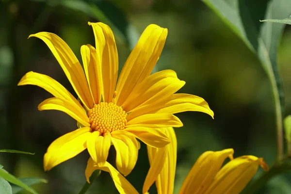 Primo Piano Colore Fiore Che Cresce All Aperto — Foto Stock