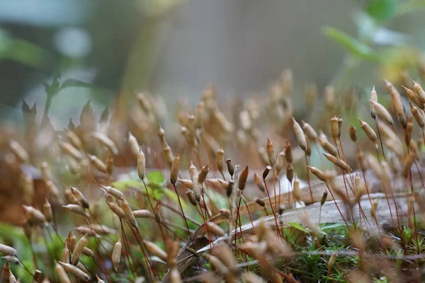 Perto Plantas Silvestres Livre Durante Dia — Fotografia de Stock