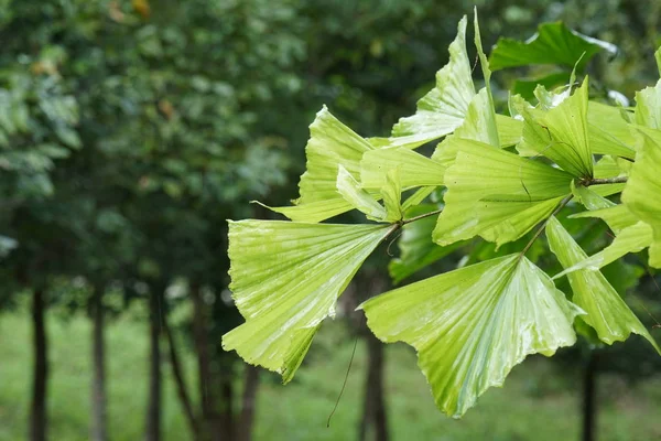 白天户外野生植物的特写 — 图库照片