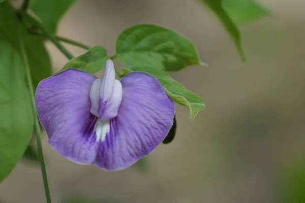 Närbild Färg Blomma Växande Utomhus — Stockfoto