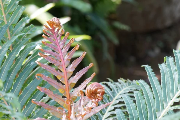 Gün Içinde Açık Havada Vahşi Bitkilerin Yakın — Stok fotoğraf