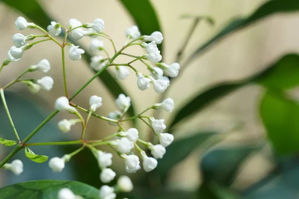 Närbild Färg Blommor Växer Utomhus — Stockfoto