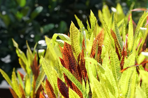 Perto Plantas Silvestres Livre Durante Dia — Fotografia de Stock