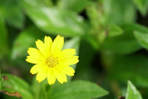 Primo Piano Colore Fiore Che Cresce All Aperto — Foto Stock