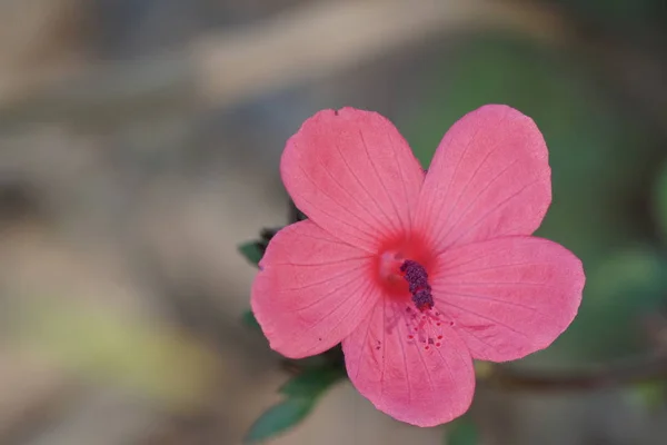 Közelről Színes Virágtermesztés Kültéri — Stock Fotó