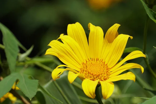 Stock image close up of color flower growing outdoor 