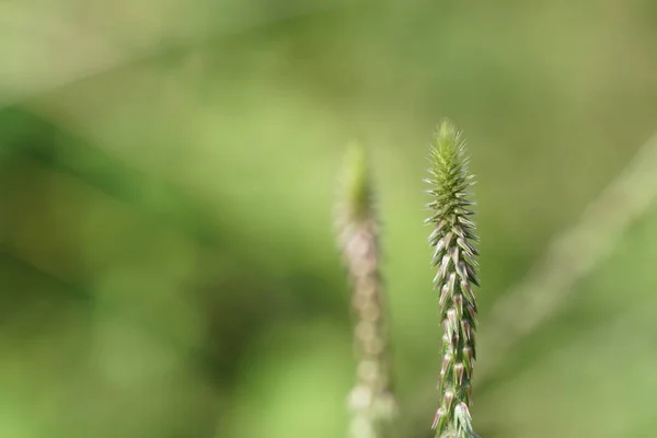 Close Van Wilde Planten Buitenshuis Overdag — Stockfoto