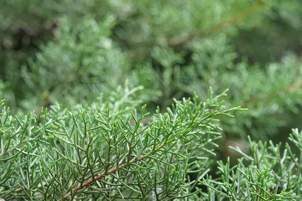 gün içinde açık havada vahşi bitkilerin yakın 