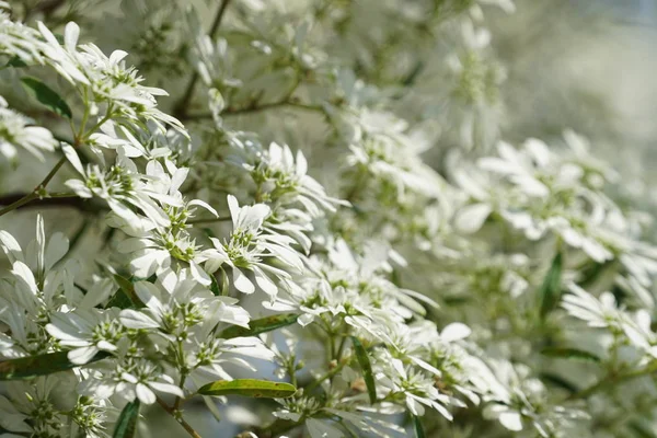 gün içinde açık havada vahşi bitkilerin yakın 