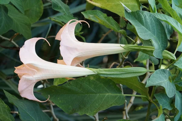 Açık büyüyen renk çiçekler yakın 