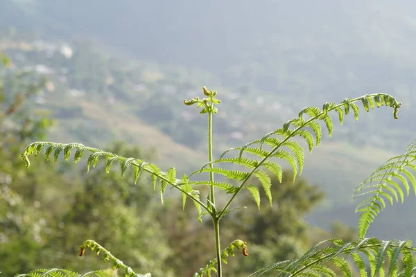 Perto Plantas Silvestres Livre Durante Dia — Fotografia de Stock
