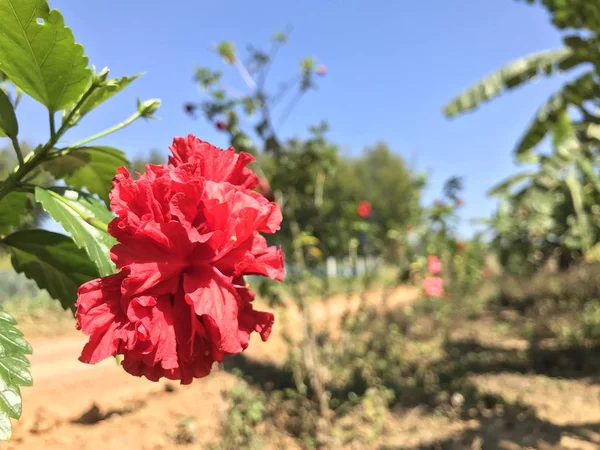 屋外で成長している色の花のクローズアップ — ストック写真