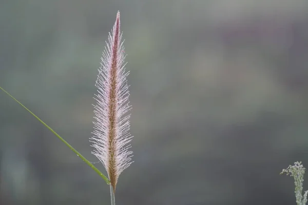 白天户外野生植物的特写 — 图库照片