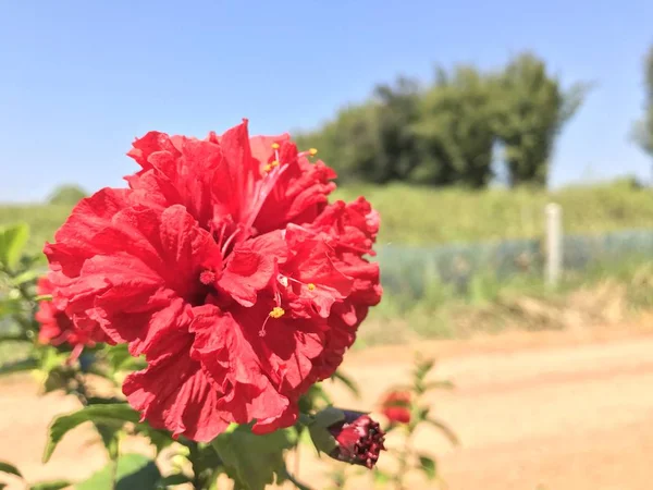 Close Flores Cor Crescendo Livre — Fotografia de Stock