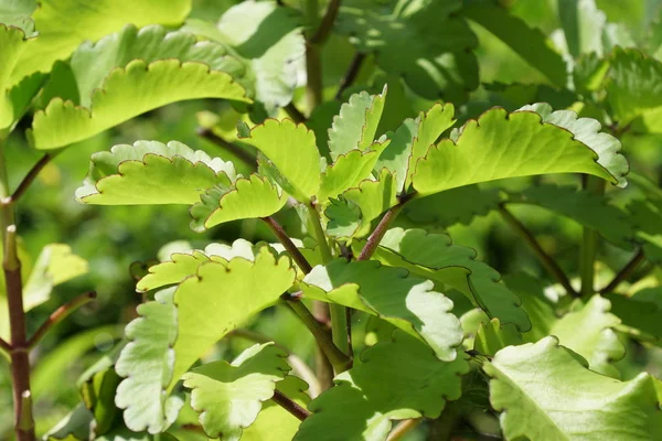 Primer Plano Las Plantas Silvestres Aire Libre Durante Día — Foto de Stock