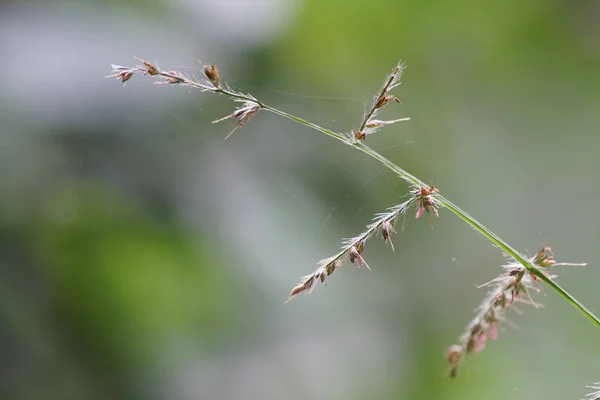 Perto Plantas Silvestres Livre Durante Dia — Fotografia de Stock