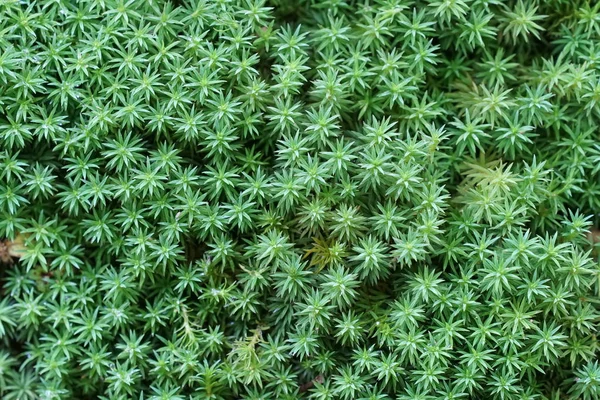 Primer Plano Las Plantas Silvestres Aire Libre Durante Día —  Fotos de Stock