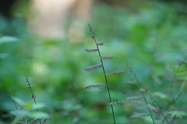 昼間の屋外で野生の植物を閉じる — ストック写真