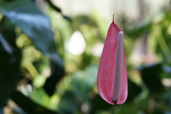 Primer Plano Flor Color Creciendo Aire Libre —  Fotos de Stock