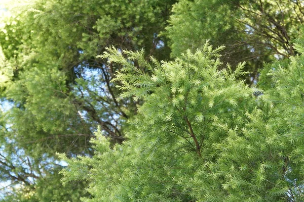 Close Wild Plants Outdoors Daytime — Stock Photo, Image