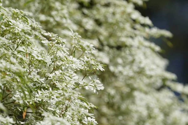 Close Wild Plants Outdoors Daytime — Stock Photo, Image