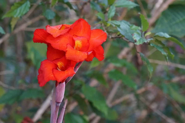 Gros Plan Fleurs Couleur Poussant Plein Air — Photo