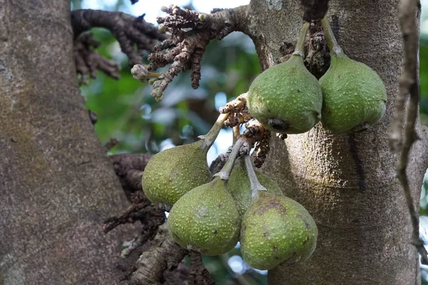 Fruits Exotiques Poussant Arbre Jour — Photo