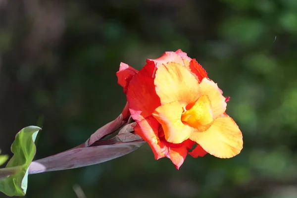 屋外で育つ色の花のクローズアップ — ストック写真