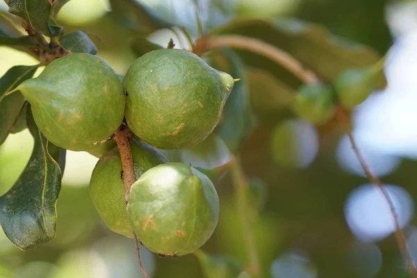 Frutas Exóticas Que Crecen Árbol Durante Día — Foto de Stock